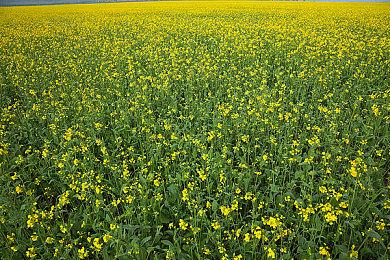 《EA Sports FC 24》成欧洲7月份最畅销游戏